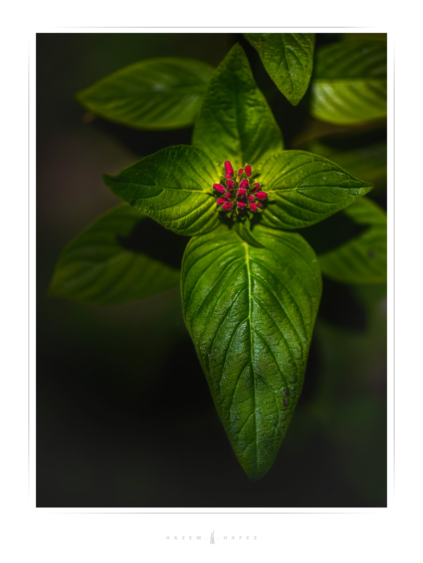 Landscape Nature